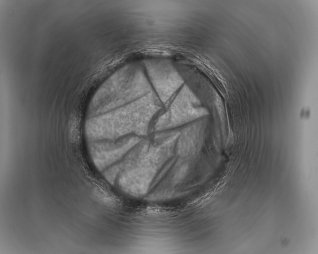 X0000096190641200802151504