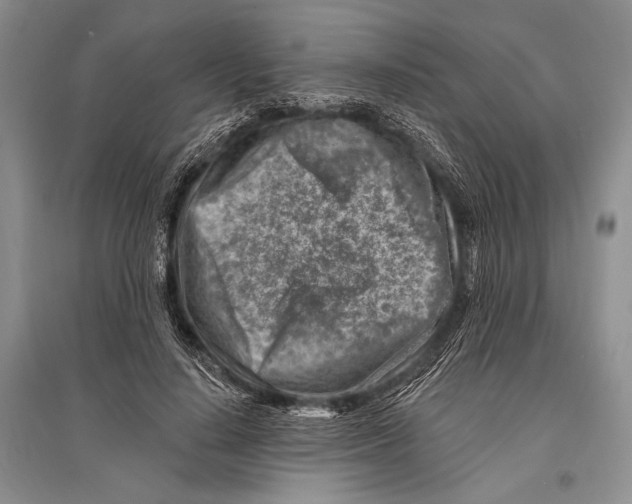 X0000096190644200802151504