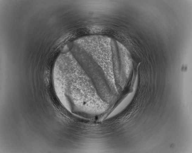 X0000096190648200802151504