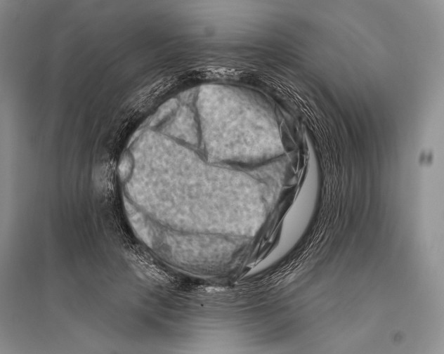 X0000096190649200802151504