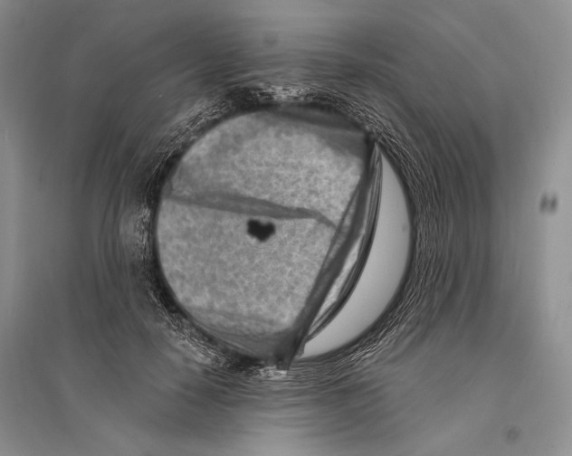 X0000096190650200802151504