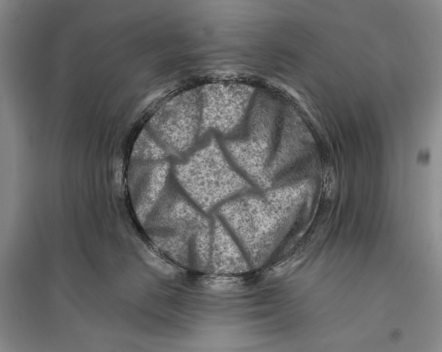 X0000096190670200802151504