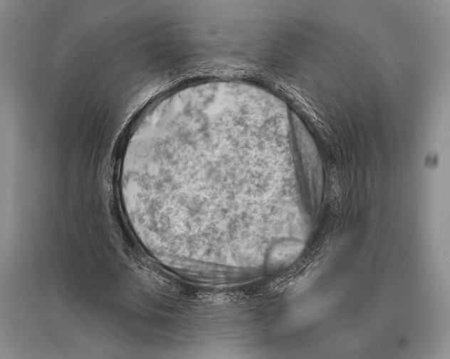 X0000096190679200802151504