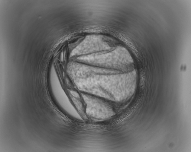 X0000096190681200802151503