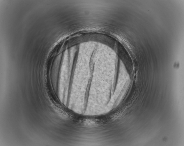 X0000096190684200802151503