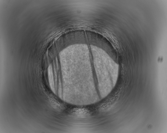 X0000096190689200802151503