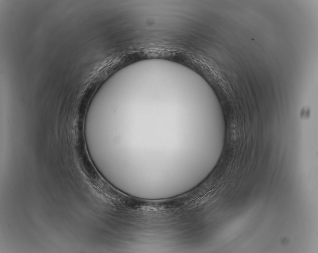 X0000096190690200802151503