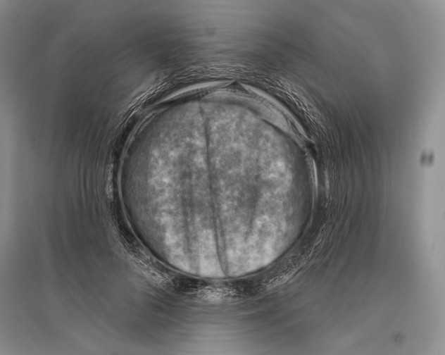 X0000096190696200802151503