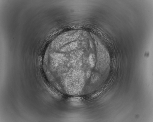 X0000096190711200802151503