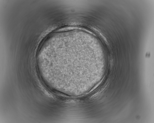 X0000096190721200802151502