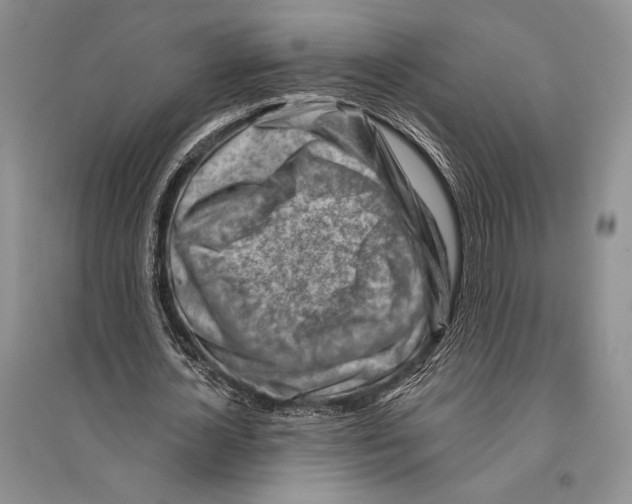 X0000096190724200802151502