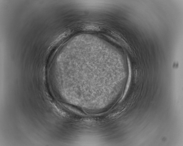 X0000096190729200802151502