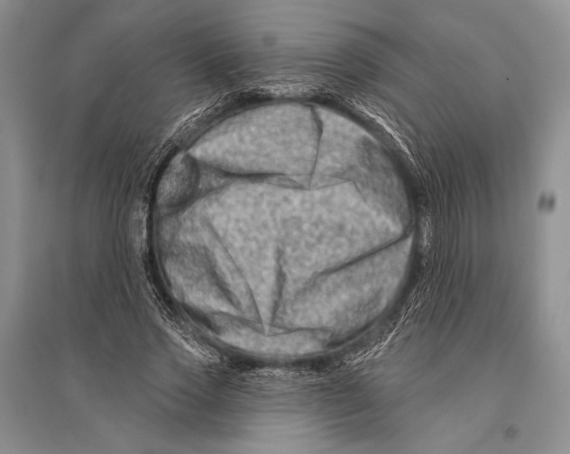 X0000096190733200802151502