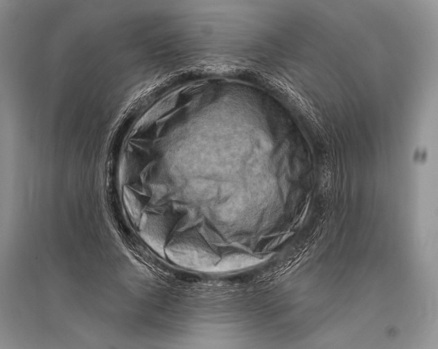 X0000096190736200802151502