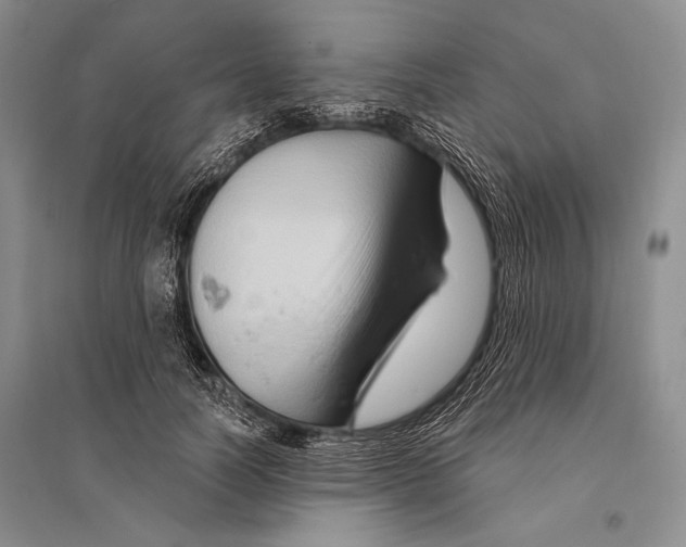 X0000096190746200802151503