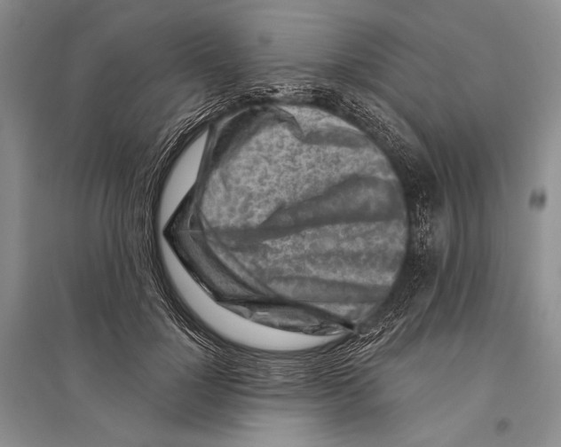 X0000096190748200802151503