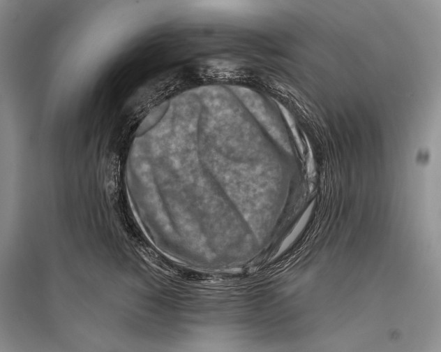 X0000096190760200802151503