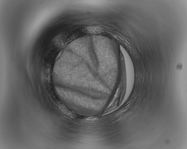 X0000096190762200802151503