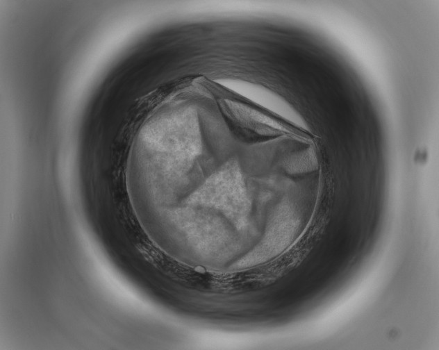 X0000096190766200802151503