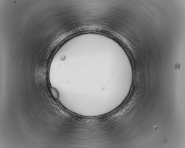 X0000096190778200802151502