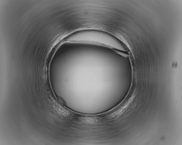 X0000096190781200802151502