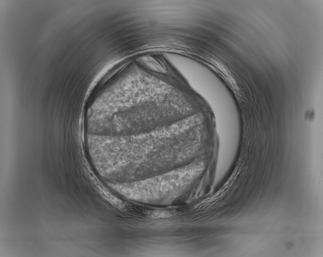 X0000096190796200802151502