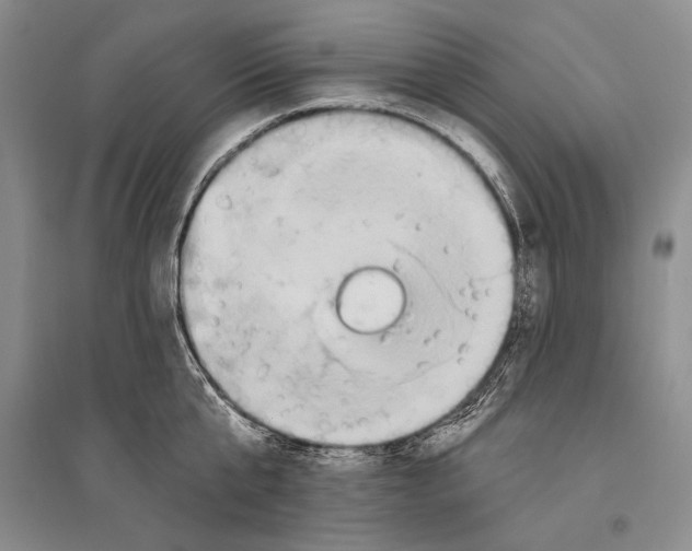 X0000096190807200802151502