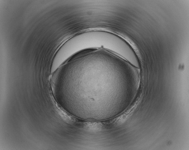 X0000096190809200802151502