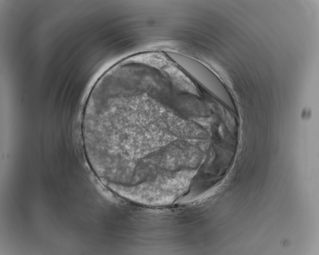 X0000096190816200802151502