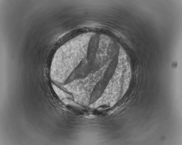 X0000096190822200802151501