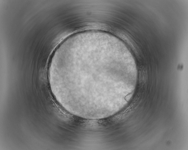 X0000096190828200802151501