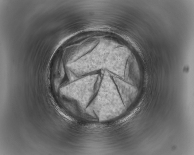 X0000096190830200802151501