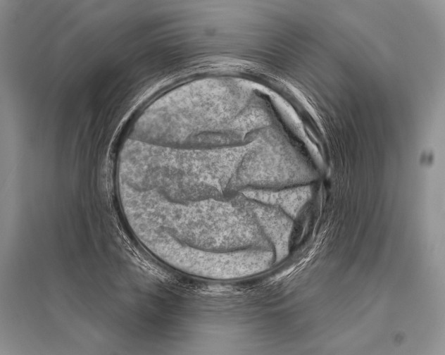 X0000096190835200802151501