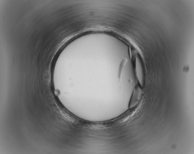 X0000096190837200802151501