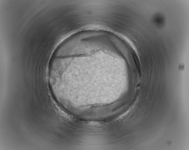 X0000096190839200802151501