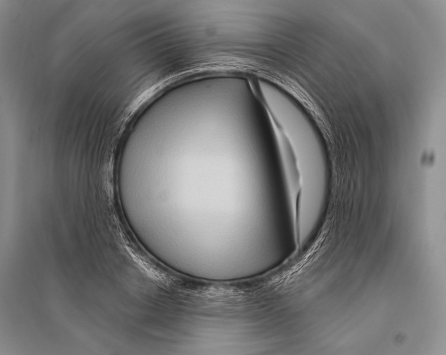 X0000096190842200802151501