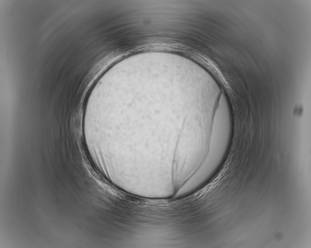 X0000096190844200802151501