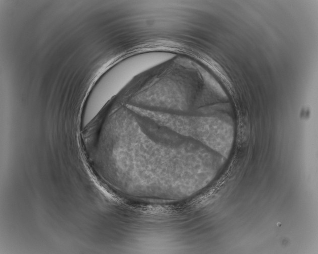 X0000096190850200802151501