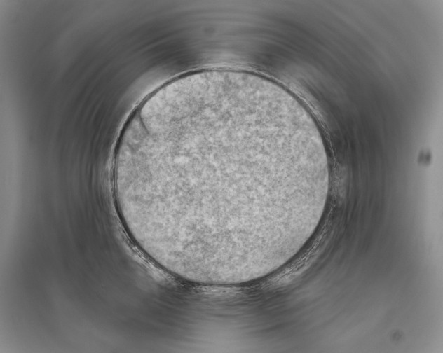 X0000096190856200802151501