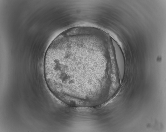 X0000096190863200802151502