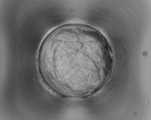 X0000096190864200802151502