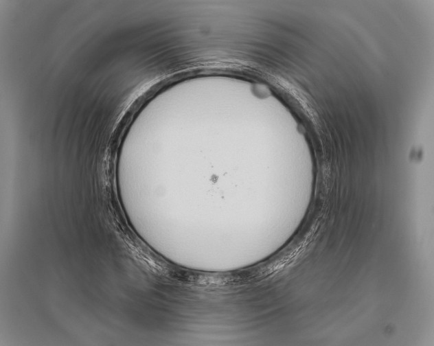 X0000096190875200802151501