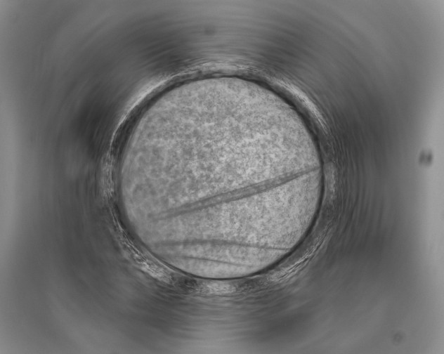 X0000096190878200802151501