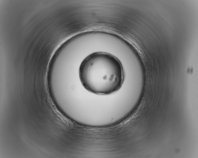 X0000096190880200802151501