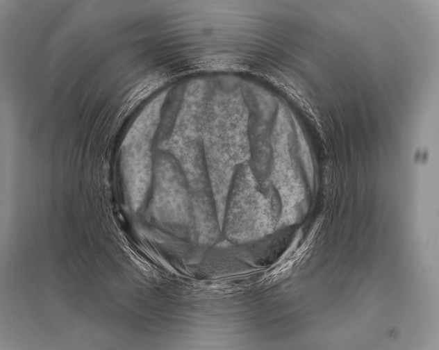 X0000096190881200802151501