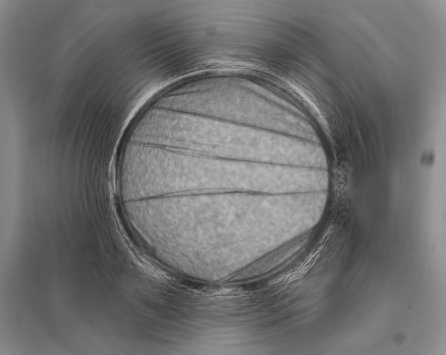 X0000096190891200802151501