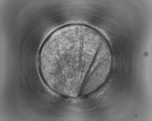 X0000096190895200802151500