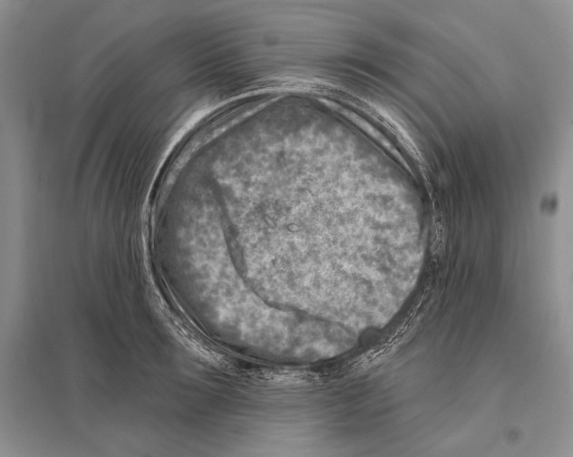 X0000096190899200802151500