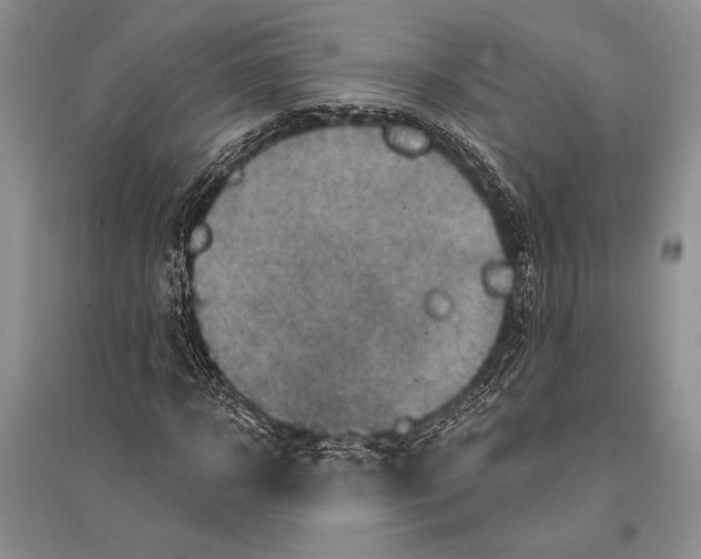 X0000096190918200802151500