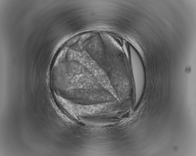 X0000096190944200802151500